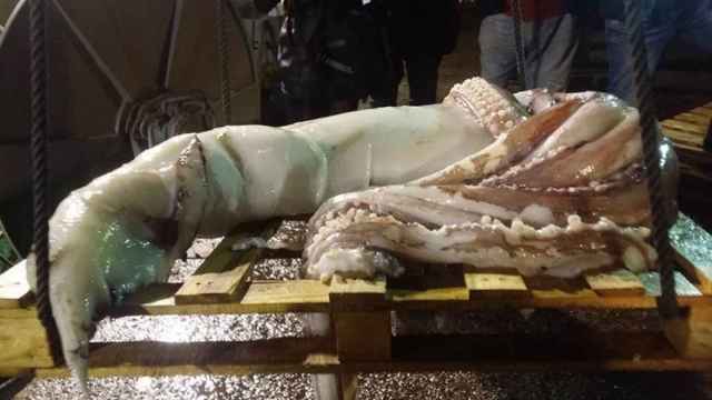 Capturado un calamar gigante de 150 kilos y 10 metros de largo en Asturias