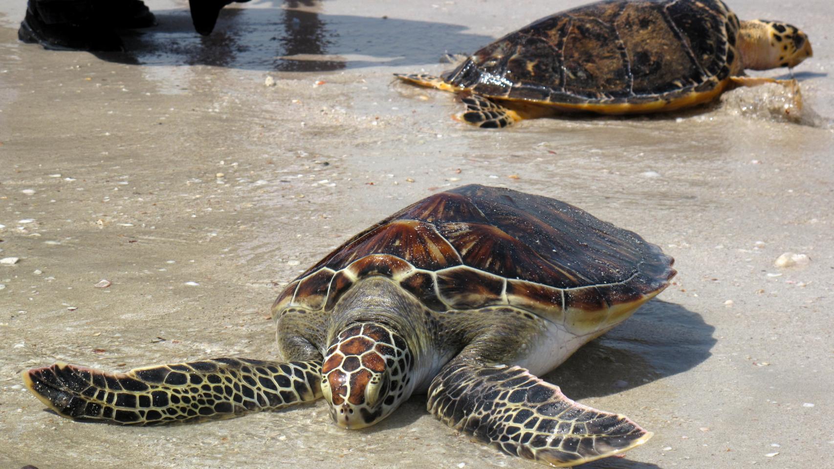 Reintroducción de una de las tortugas en mayor peligro de extinción