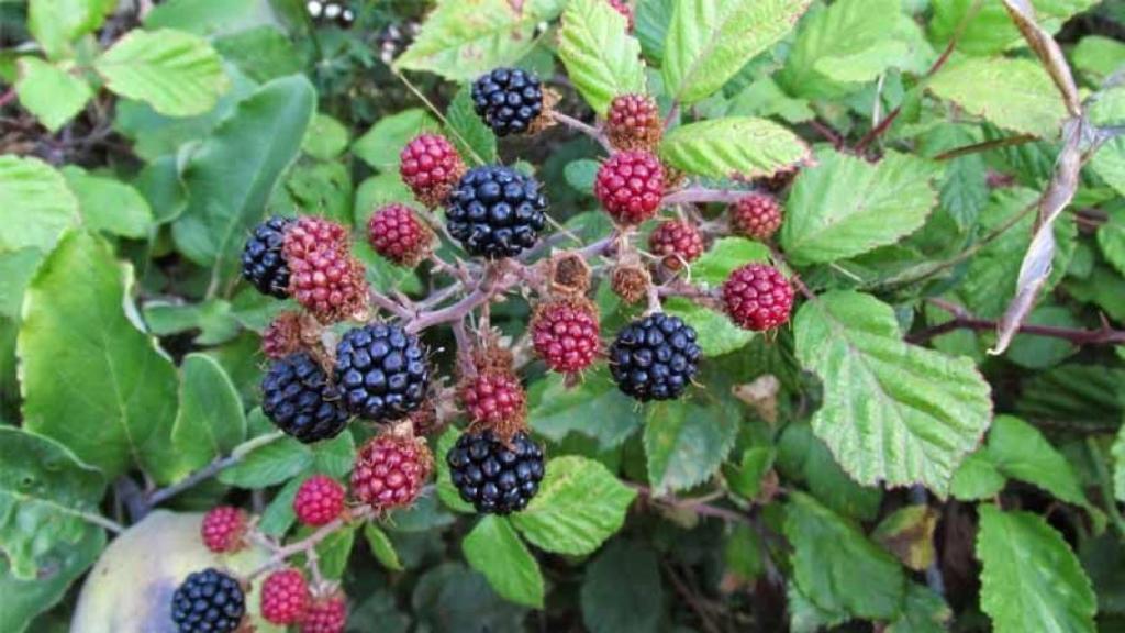 Silvestres O Del Supermercado Estas Son Las Mejores Moras Que Puedes