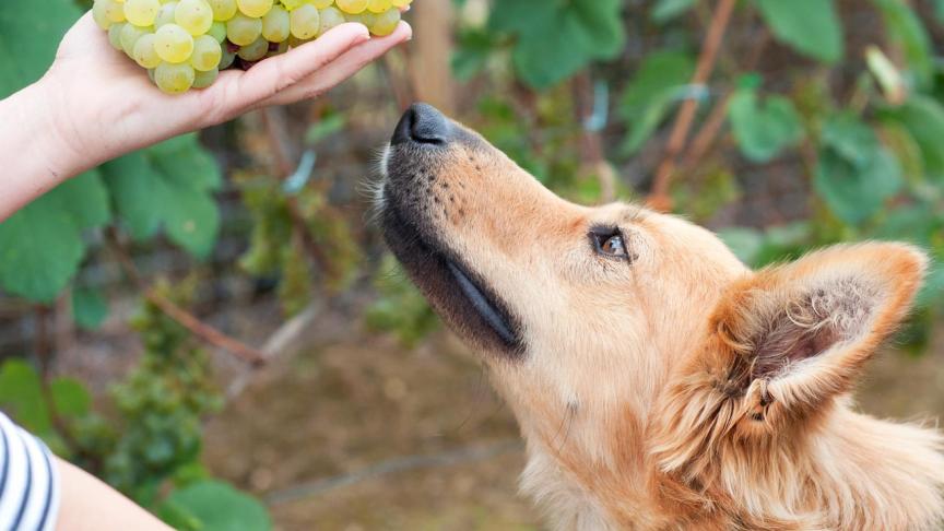 Los Perros Pueden Comer Uvas Pasas O Verdes