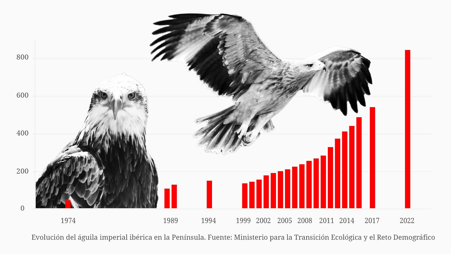 Águila imperial ibérica el renacer de la rapaz que Rodríguez de la