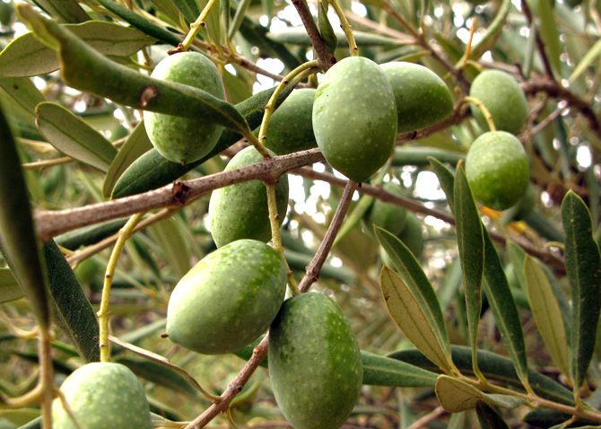olivos