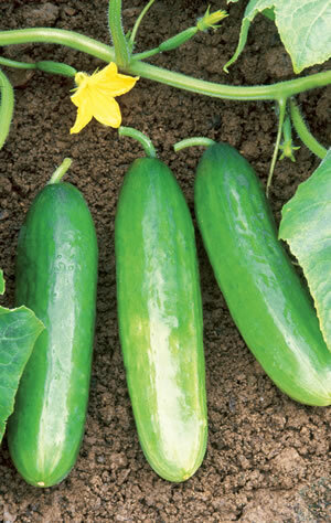 pepino-03