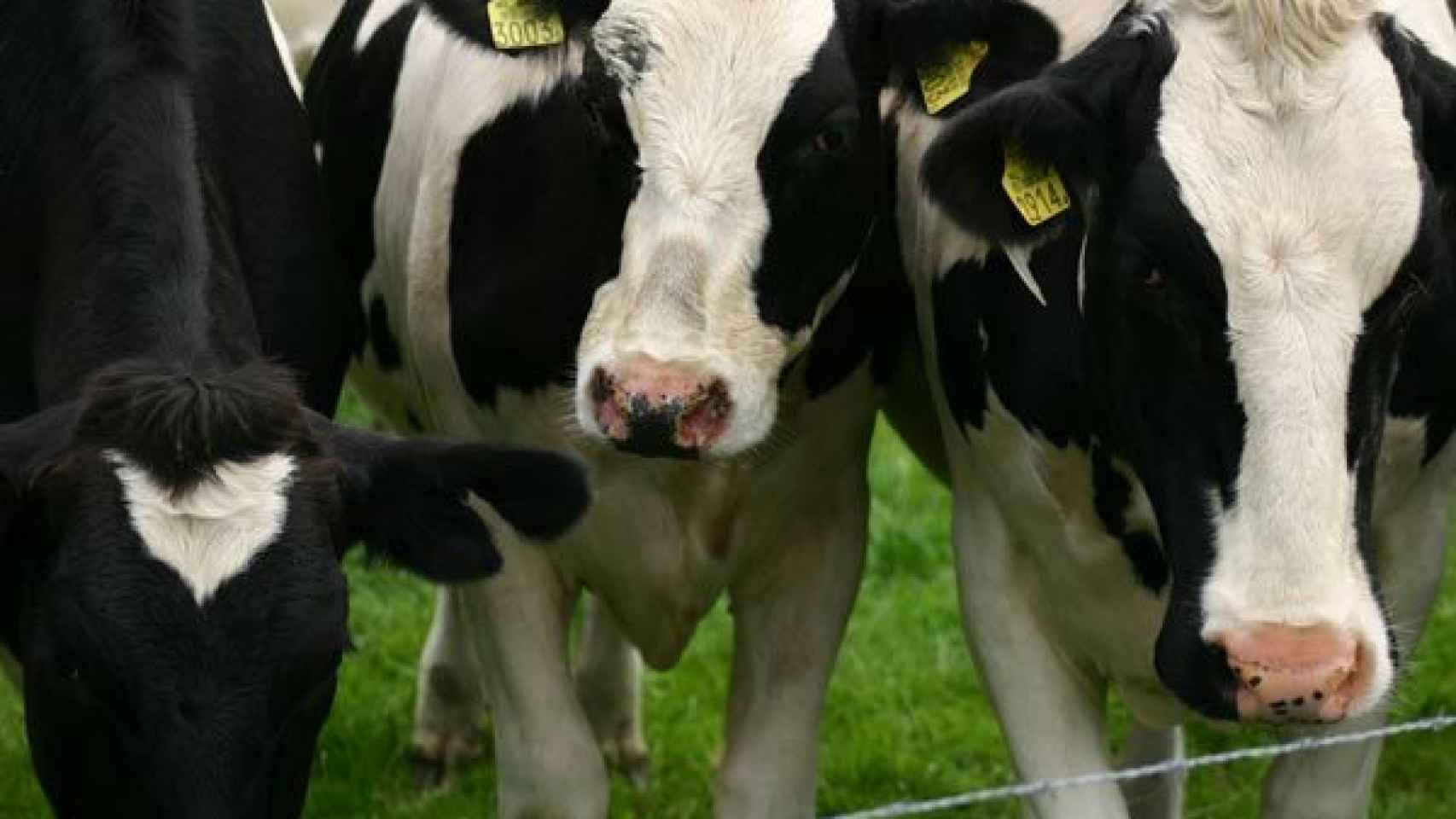 vacas frisonas
