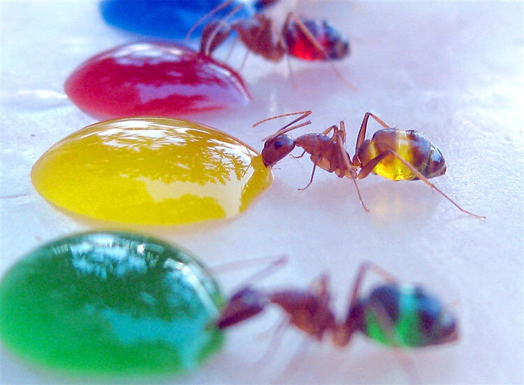 hormigas-transparentes-02
