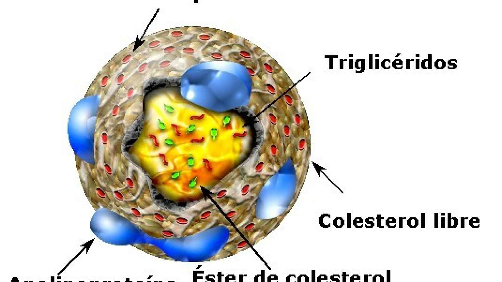 colesterol1le3