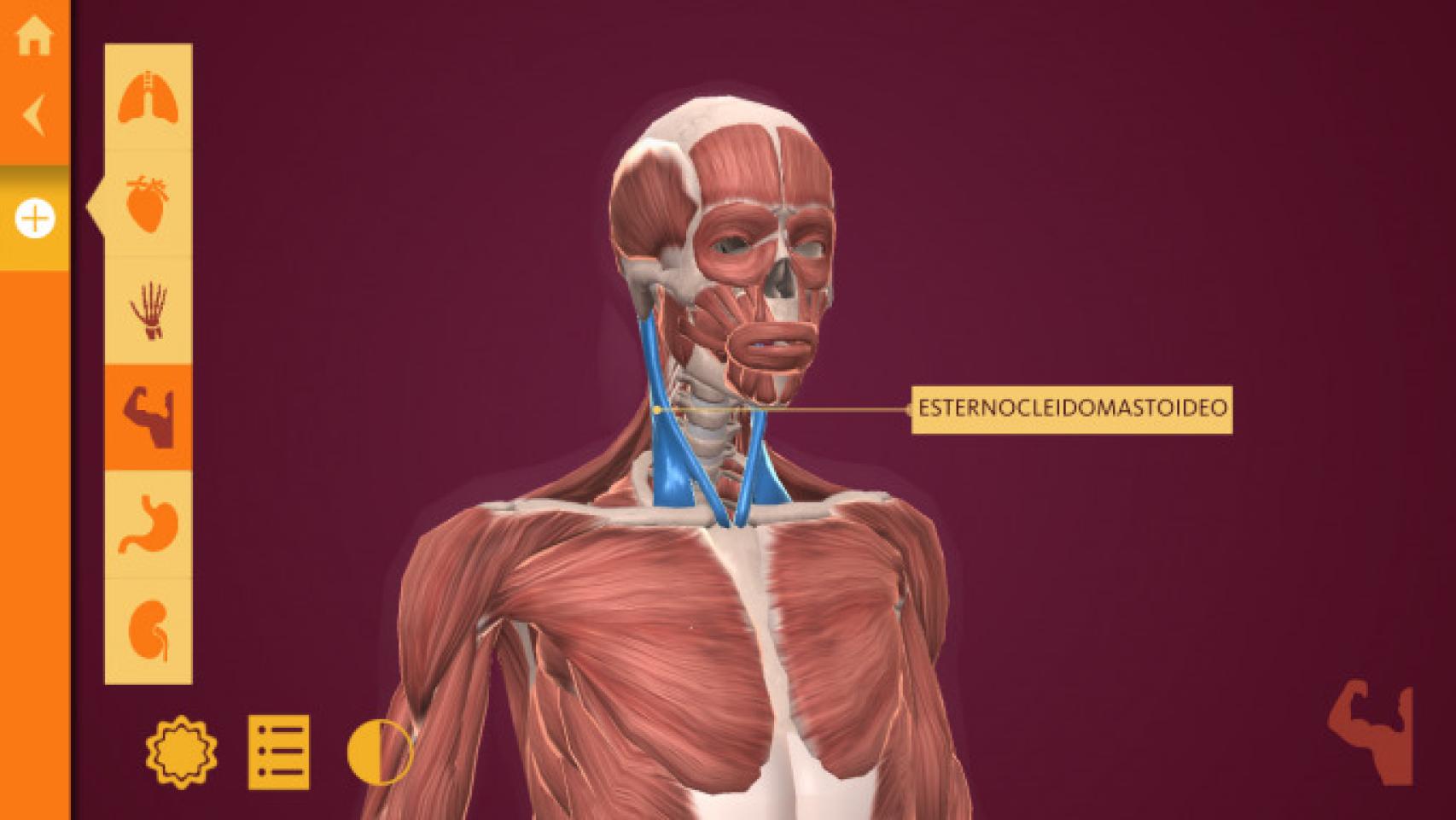 Automáticamente histórico gráfico Anatomy: El Cuerpo Humano, aprende anatomía con esta completa aplicación