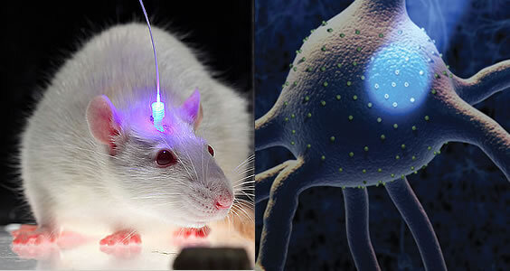 optogenetica-raton