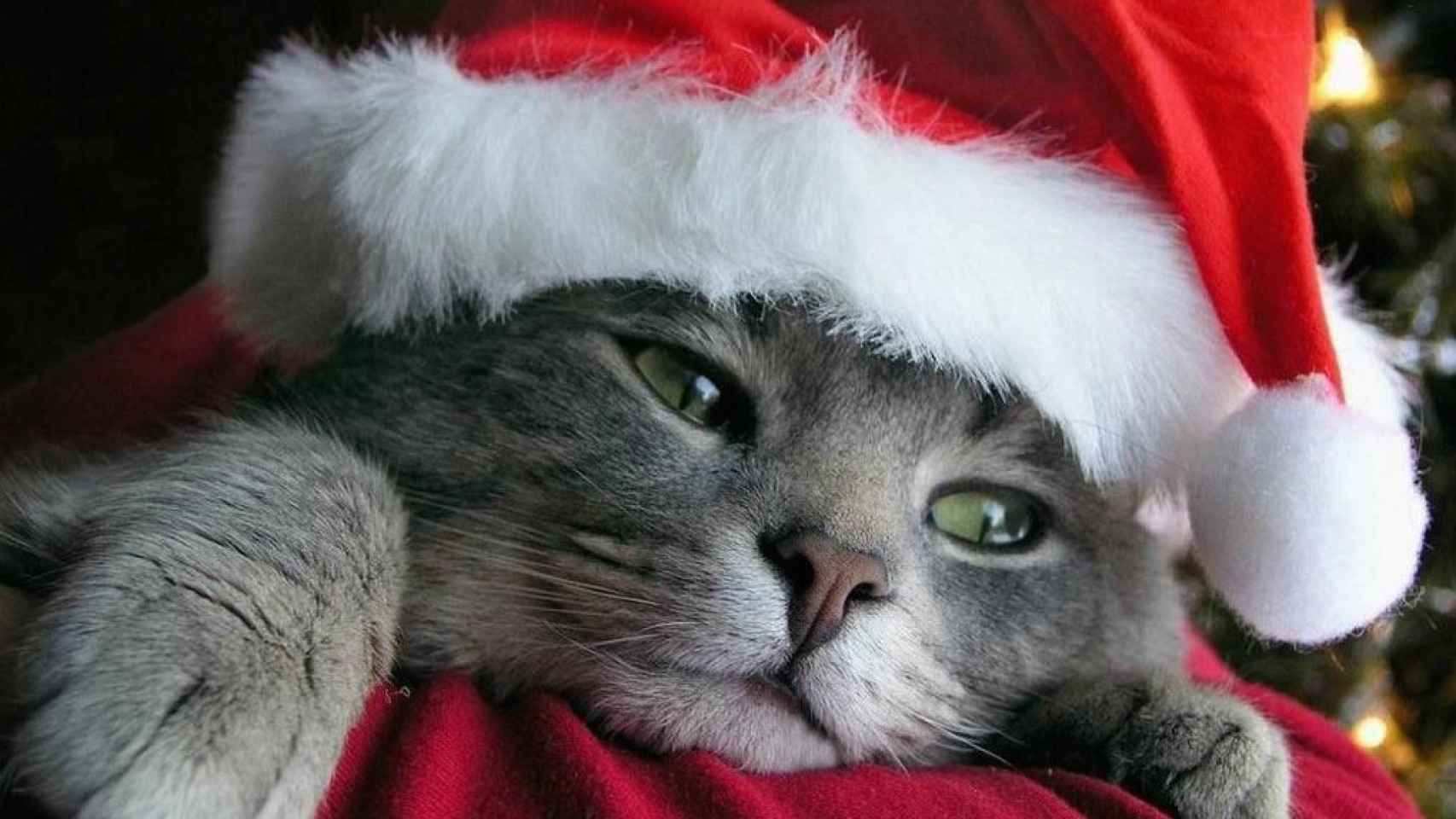 Reembolso para triste Los mejores iconos y fondos de pantalla: Especial Gatitos y Navidad