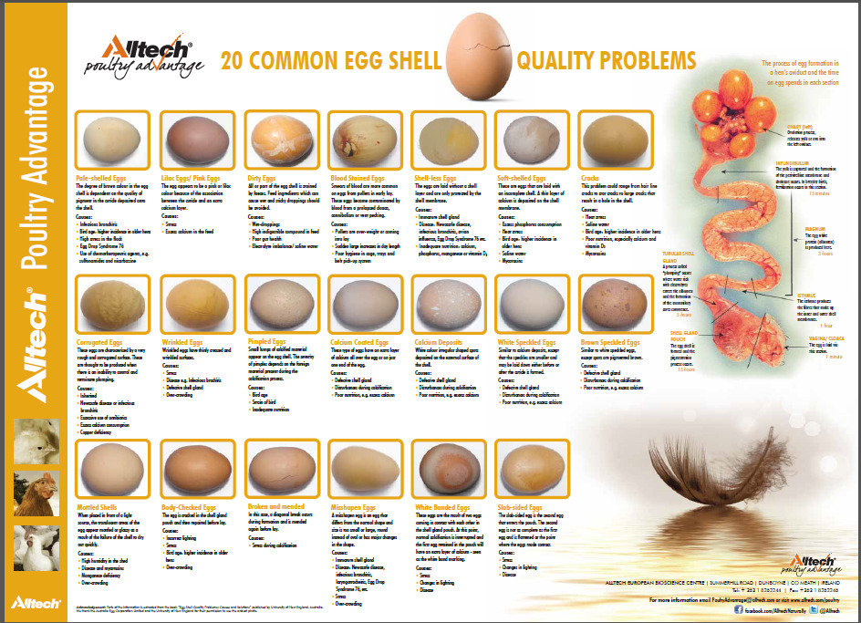 Defectos de calidad en los huevos