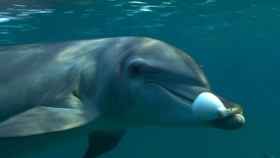 delfin-drogata