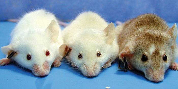 ratones_investigacion