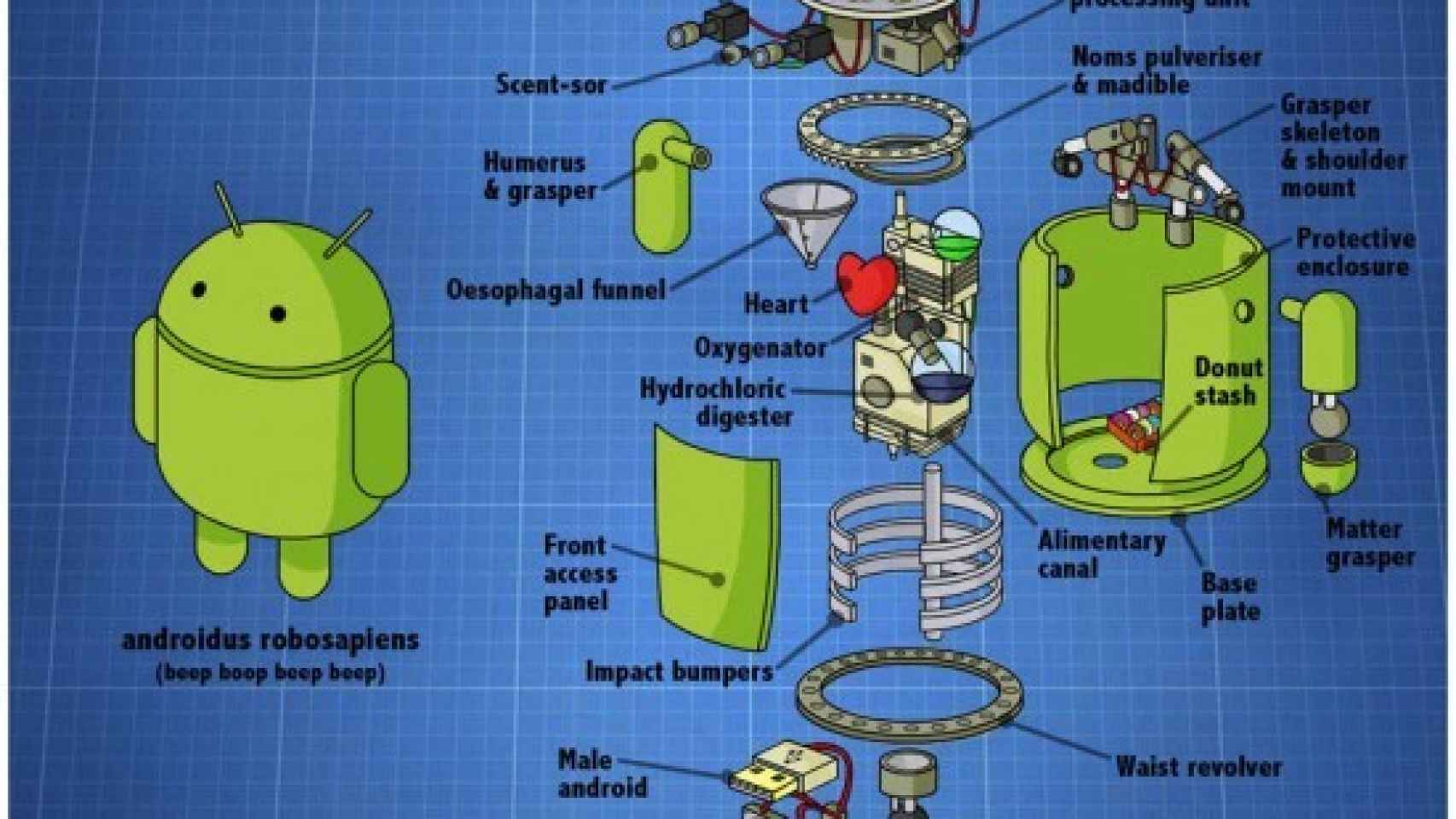 Anatomía de un Android