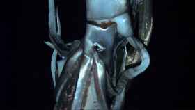 calamar-gigante