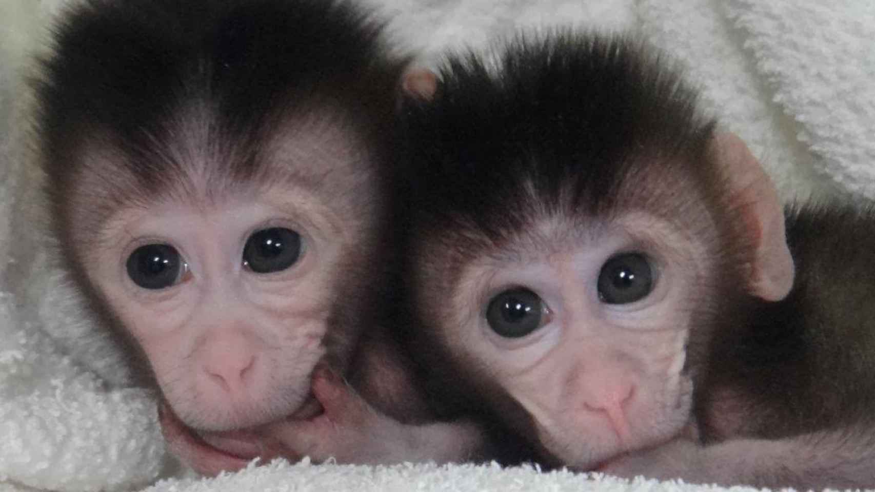 germline monkeys