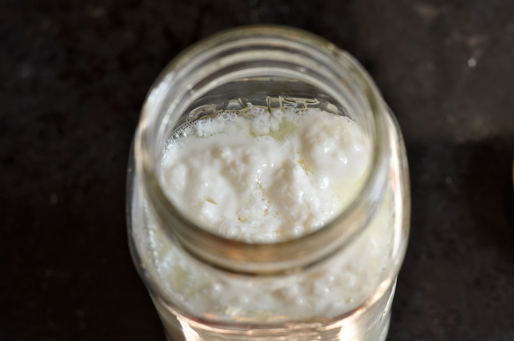 Cómo hacer yogur natural y kéfir en casa - La Tercera
