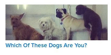 buzzfeed