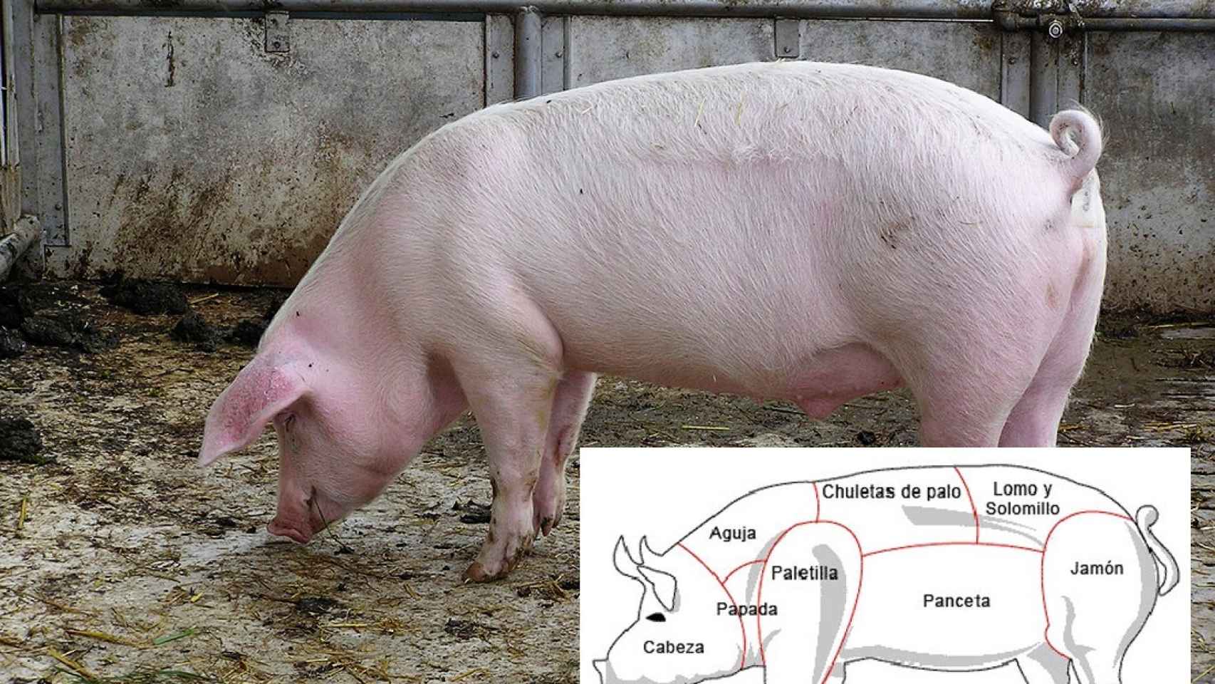 Carne de cerdo: Razas, despiece y usos