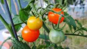 cultivar-tomates-cherry