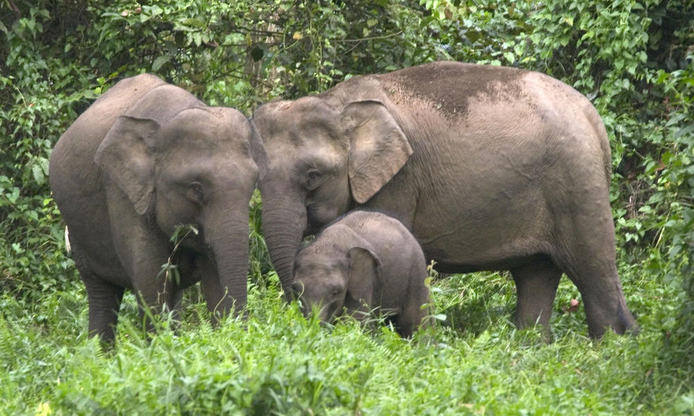 elefante