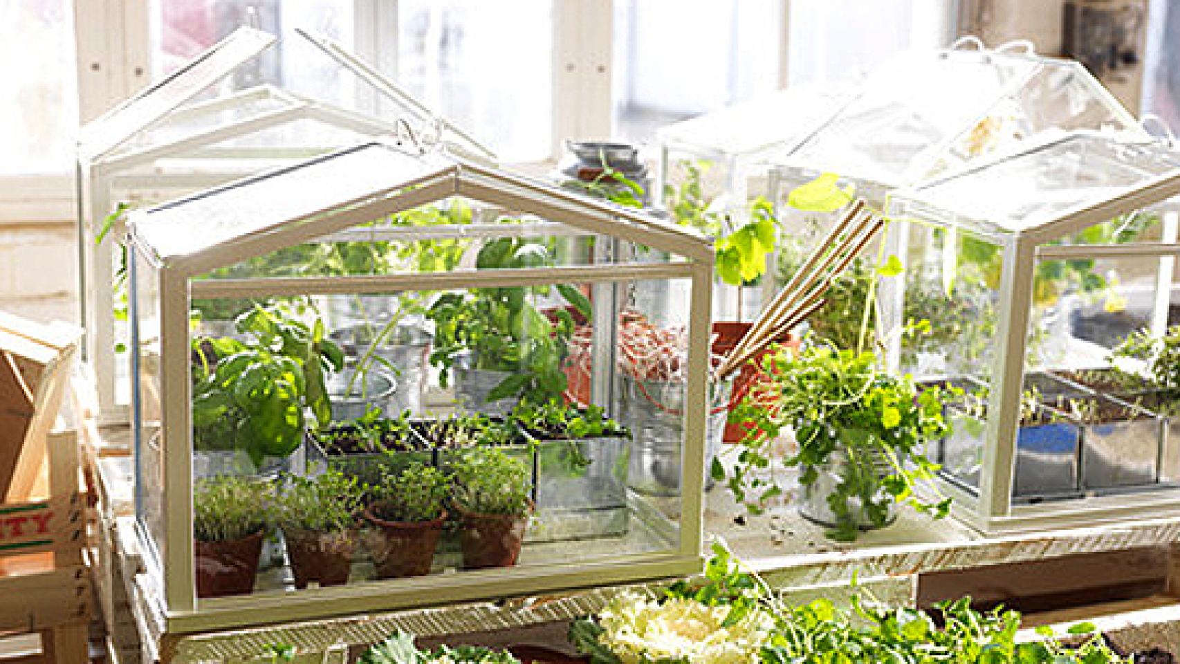 gastar Simplificar Charles Keasing Cómo hacer un invernadero de interior para tus plantas