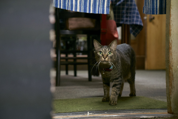 Un gato policía que cuida las calles de Ámsterdam? Su nombre es Minis y es  una estrella en las redes sociales