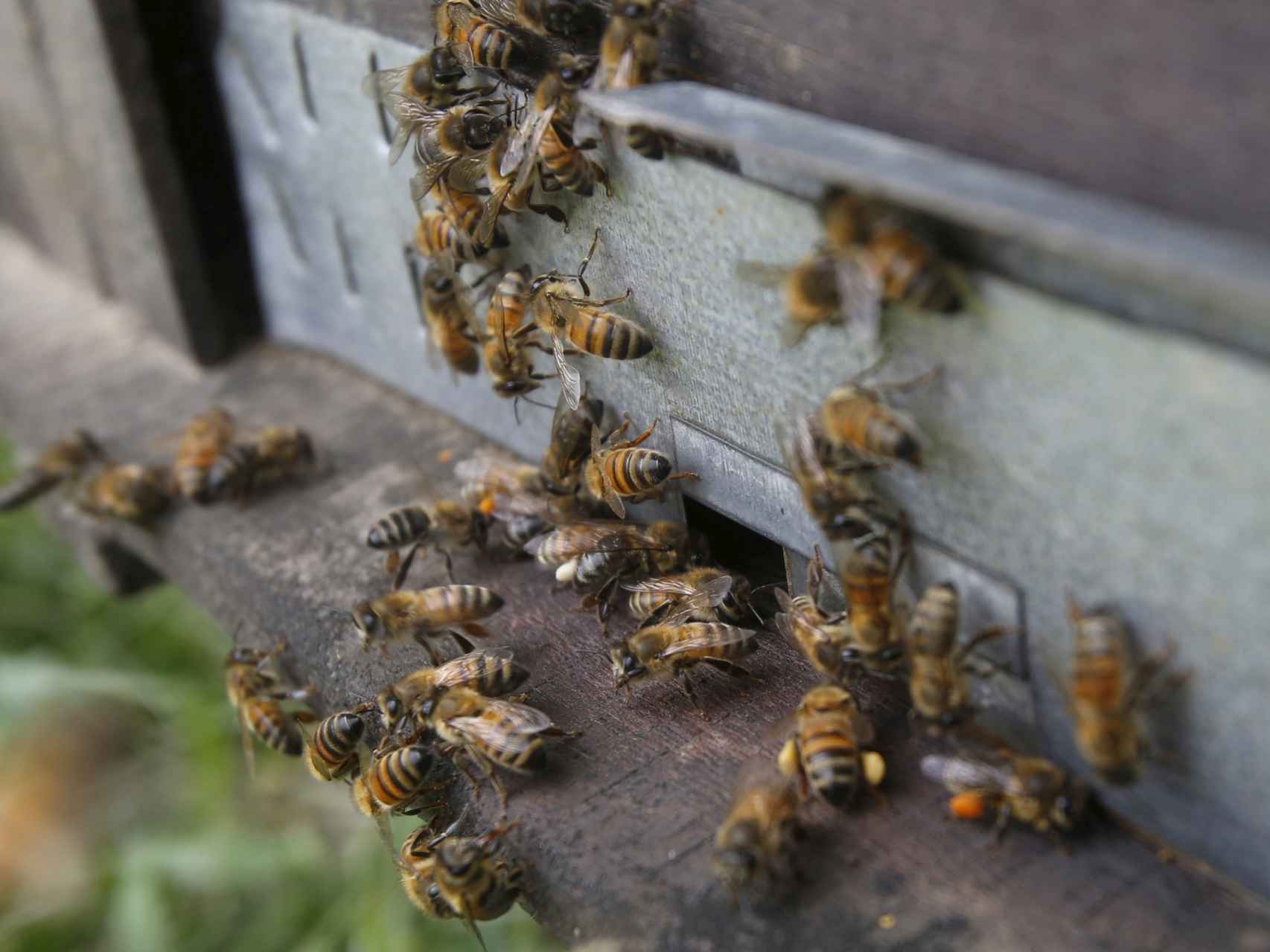 Colonia de abejas en Hanoi, Vietnam.
