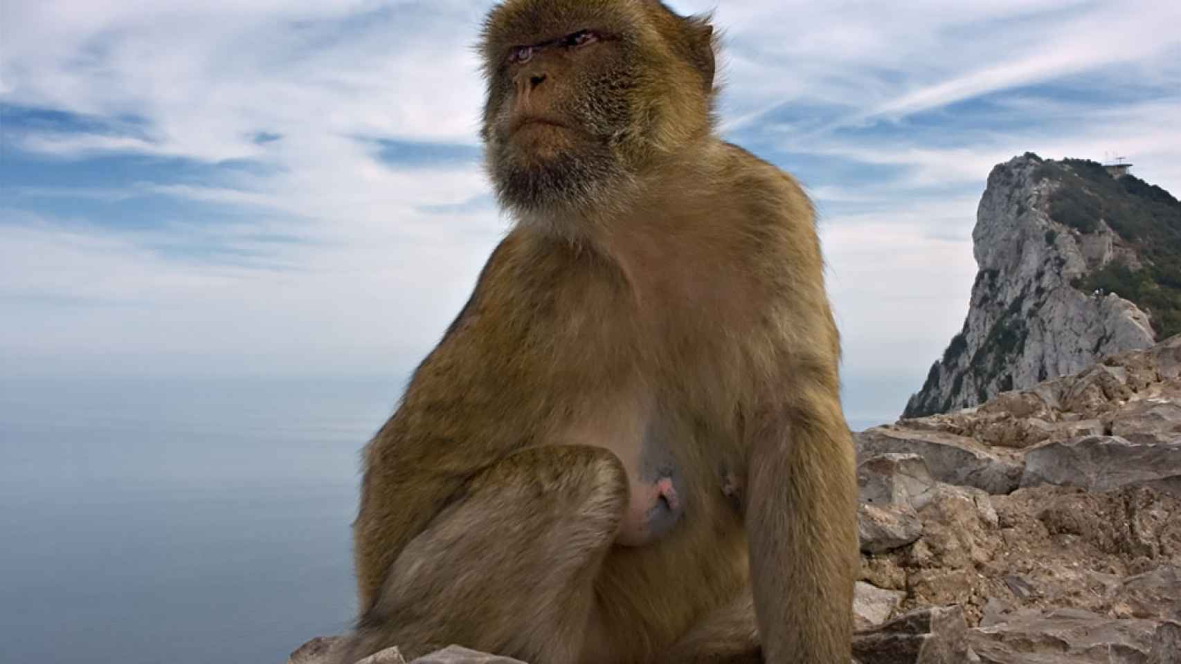 Mono en Gibraltar