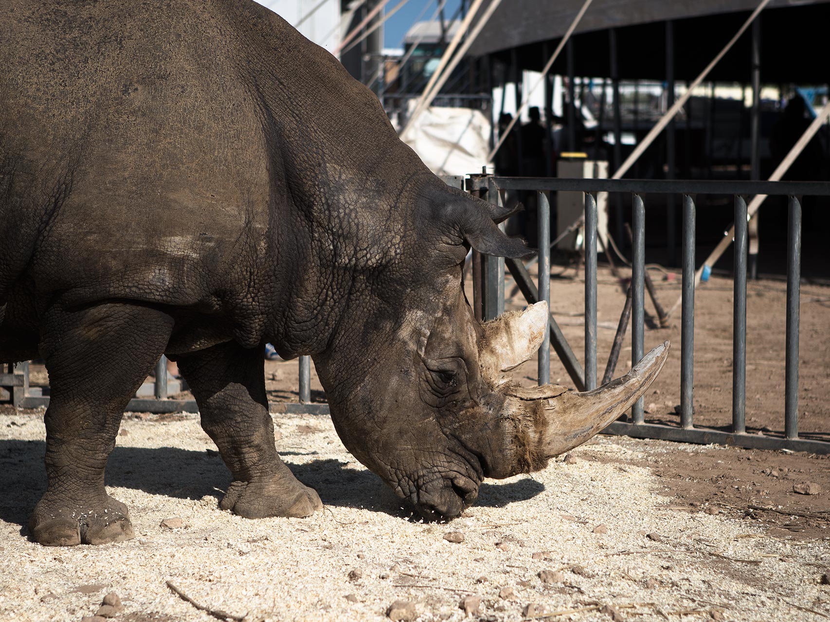El rinoceronte catalán descansa en su redil.