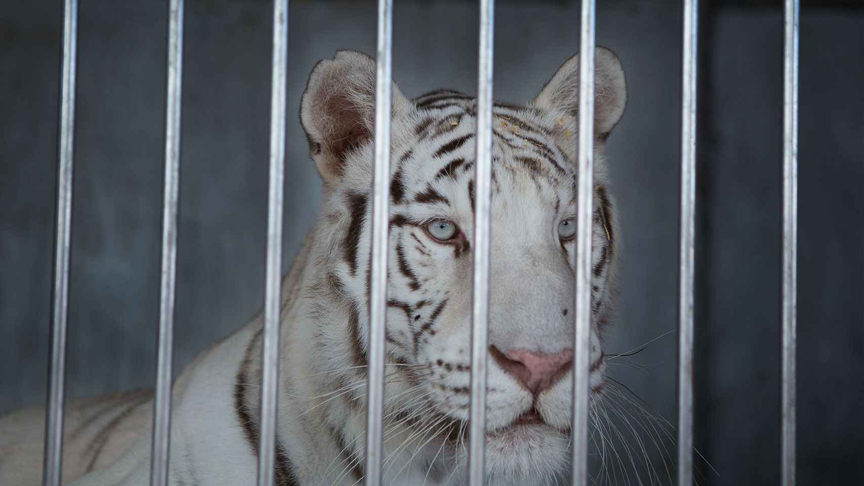 El tigre blanco del Circo Americano.
