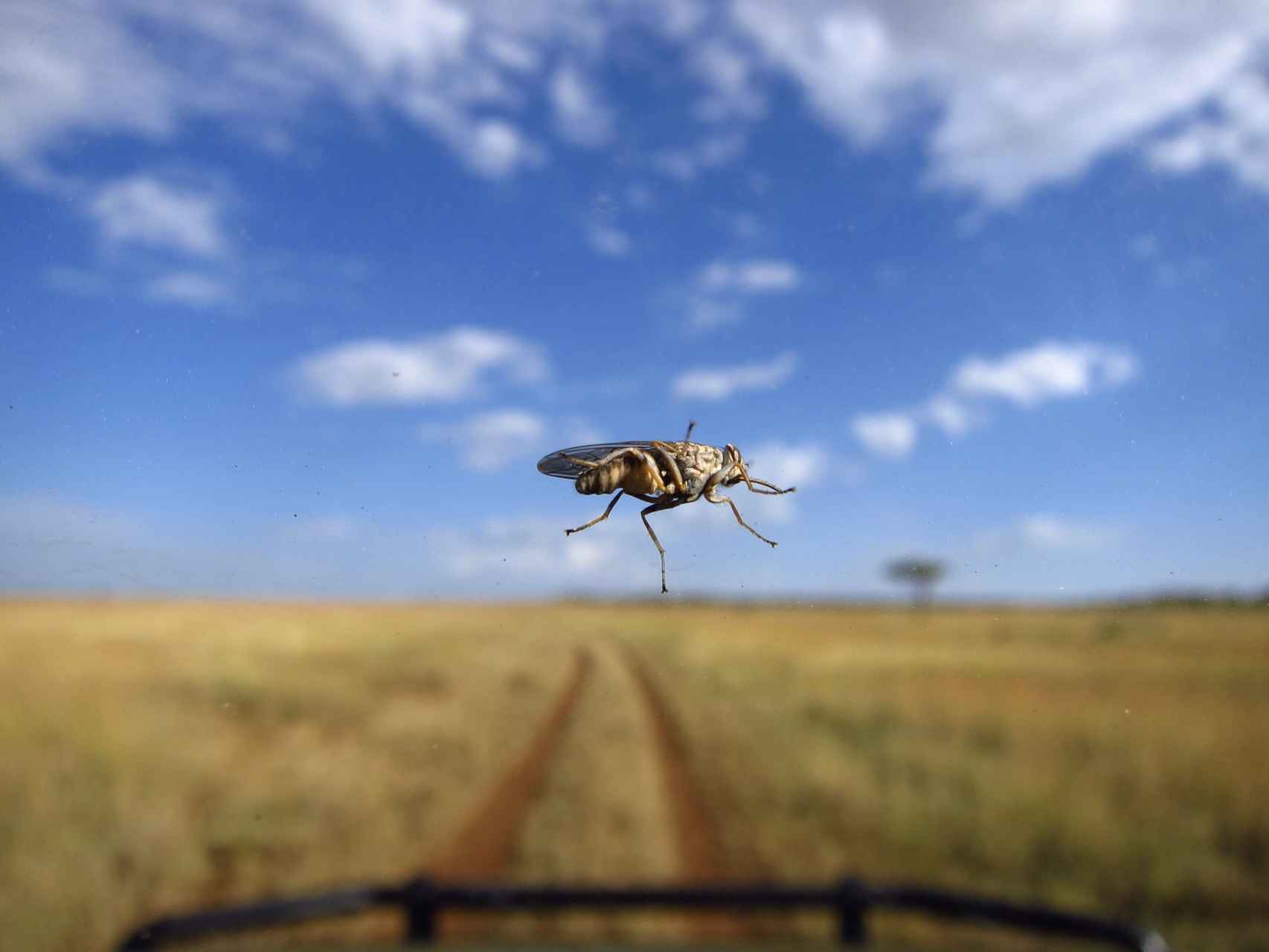 Una mosca tsé-tsé tras el parabrisas de un coche en el Serengueti.