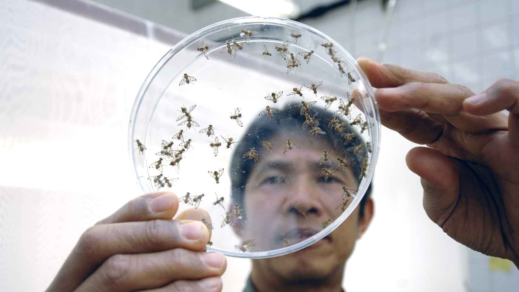 Un investigador del OIEA, observa moscas en el laboratorio.