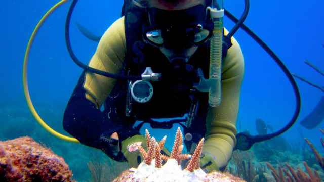 Una buceadora trasplanta un trozo de coral.