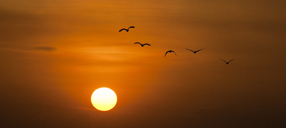 aves pajaros