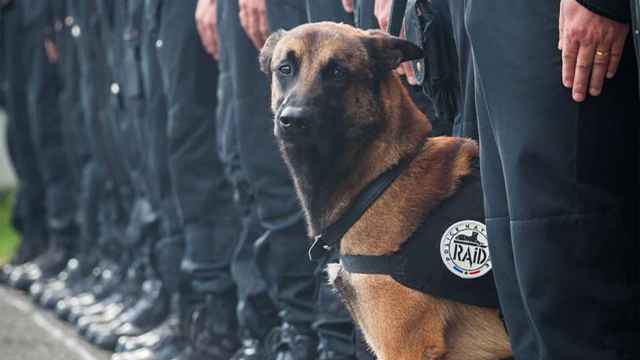 Imagen de un perro como Diesel publicada por la Policía francesa en su honor.