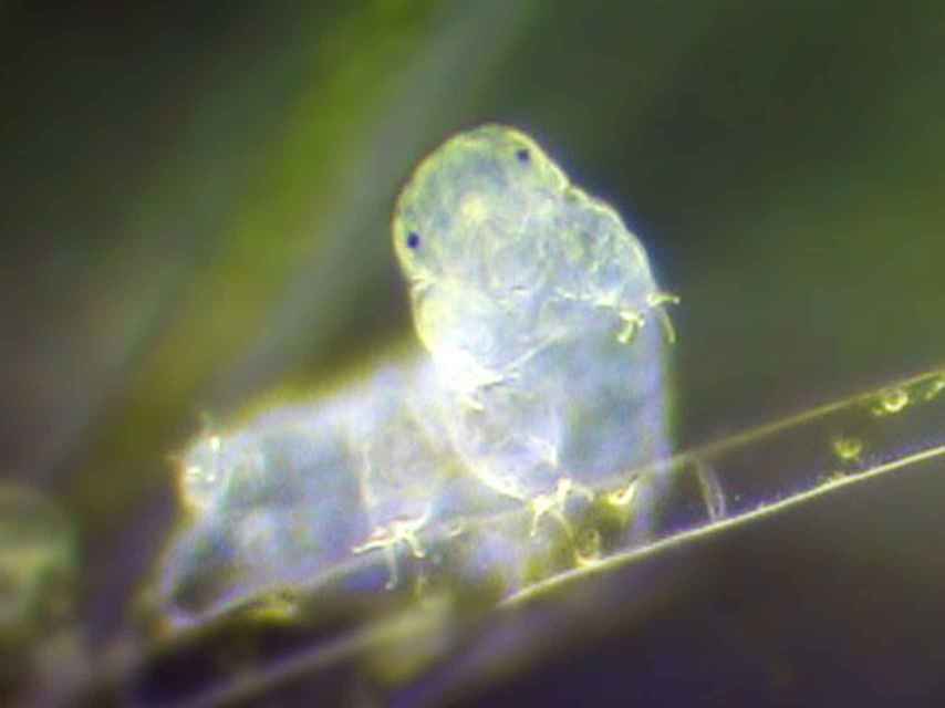 Fotografía de un tardígrado hecha con microscopio electrónico.