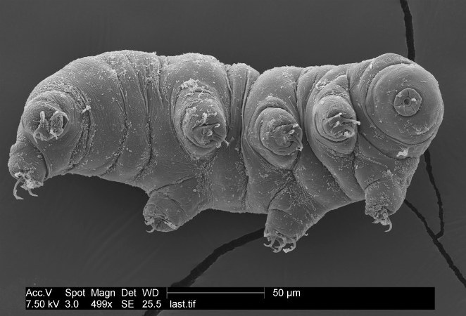 tardigrado 2