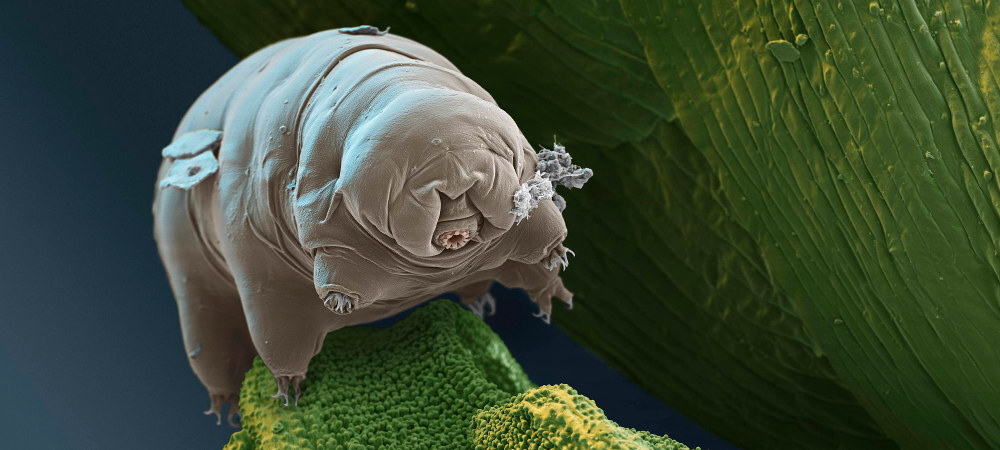 tardigrado 3