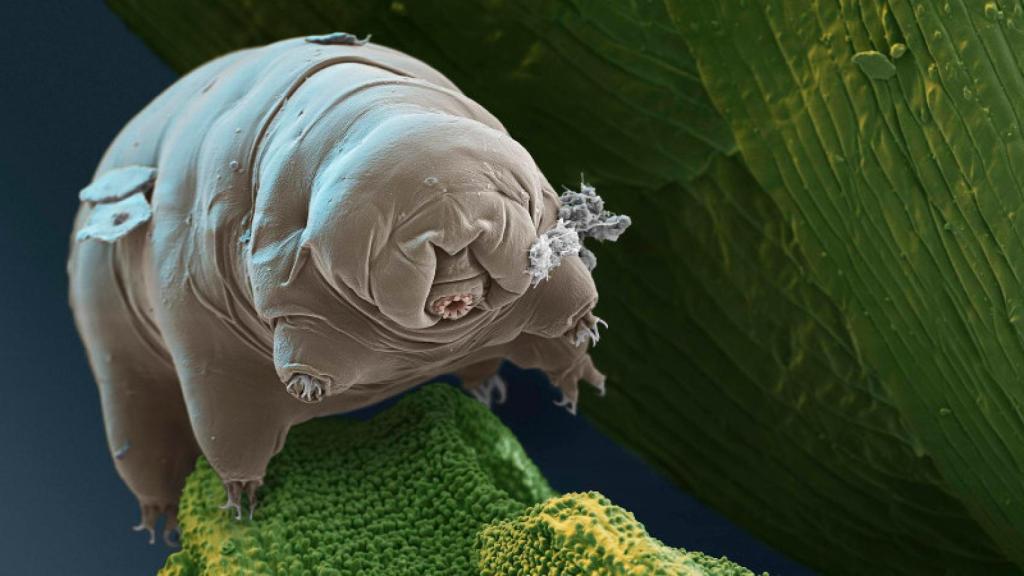 Tardigrada