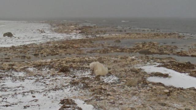 cambio climatico street view 1