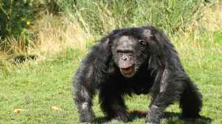 Un chimpancé enfadado.