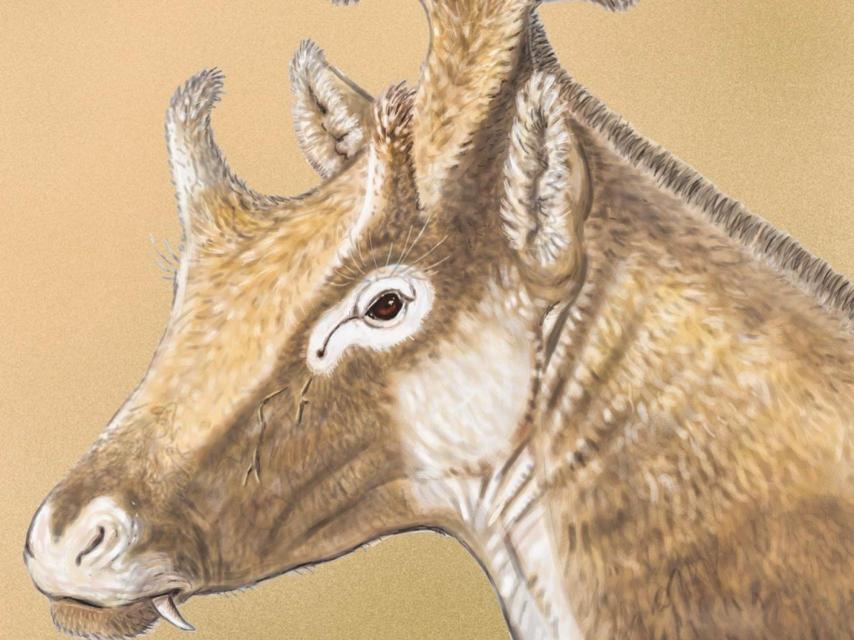 Ilustración del X. amidalae.