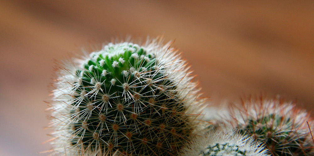 cactus-de-ordenador