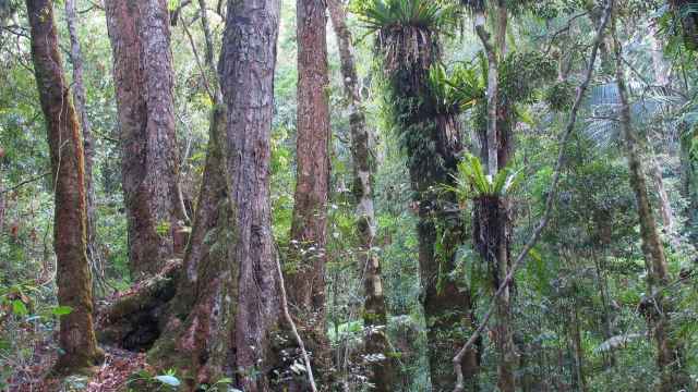 Transición de dos comunidades forestales en Australia.