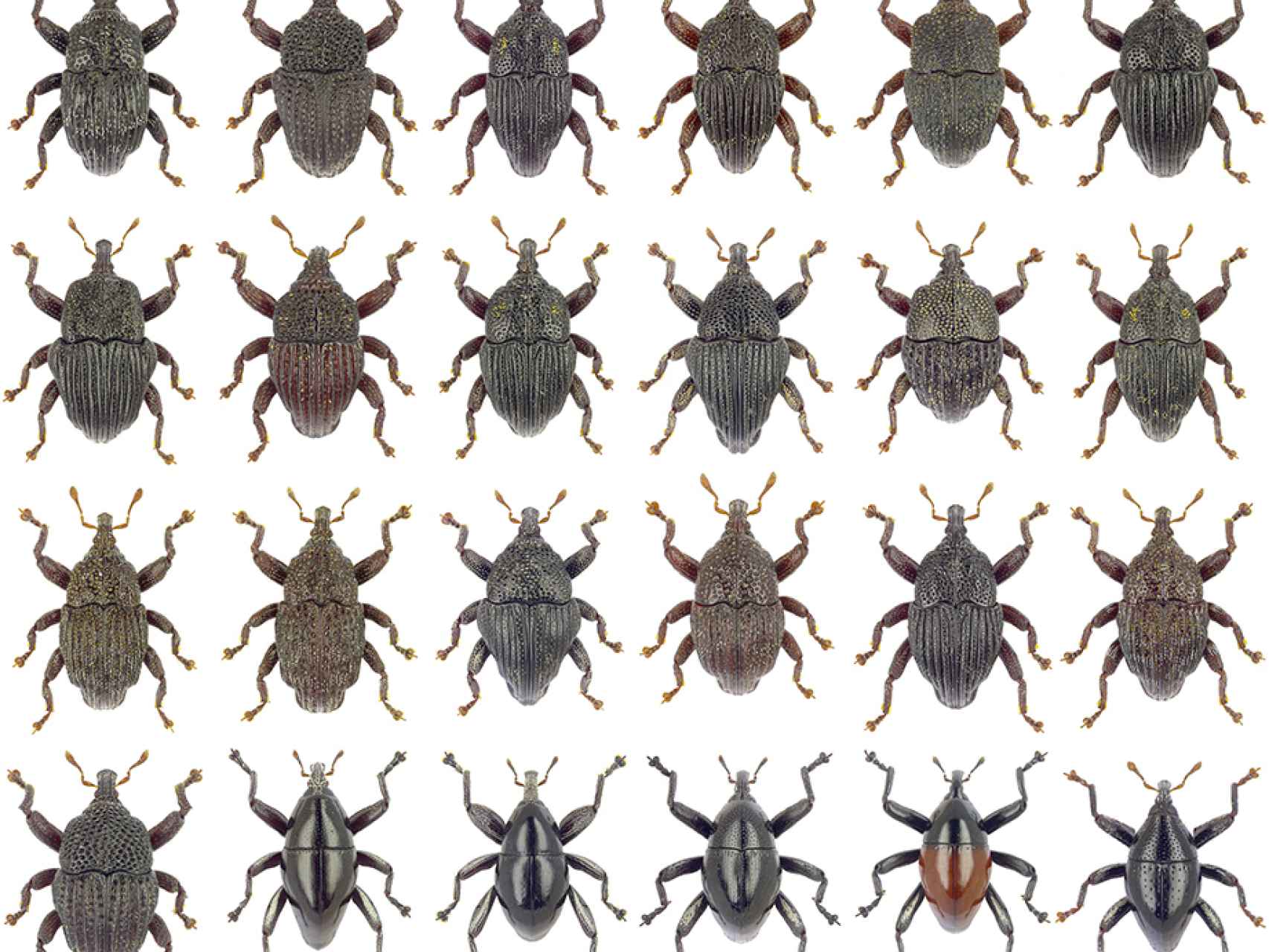 Parte de las 24 especies de escarabajos descubiertos.