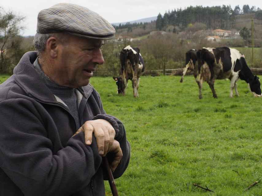 Una ganadero vigila sus vacas en Lugo.