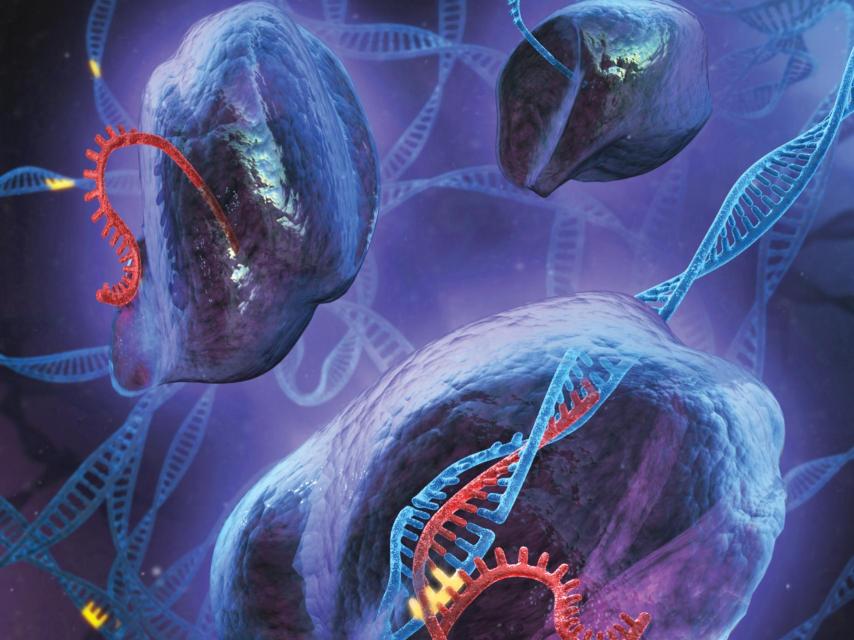 Recreacion de la técnica CRISPR/Cas 9.