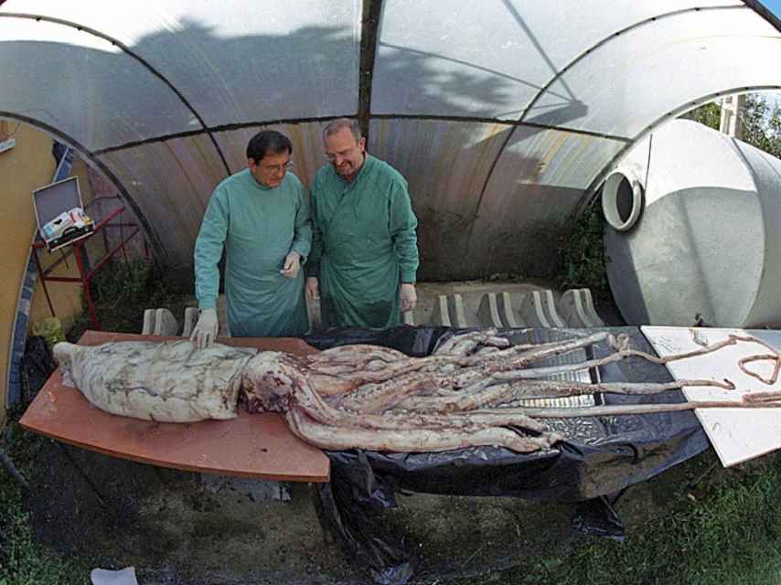 Ángel Guerra (izquierda) y Luis Laria necropsiando y preparando una hembra de 120 kilogramos