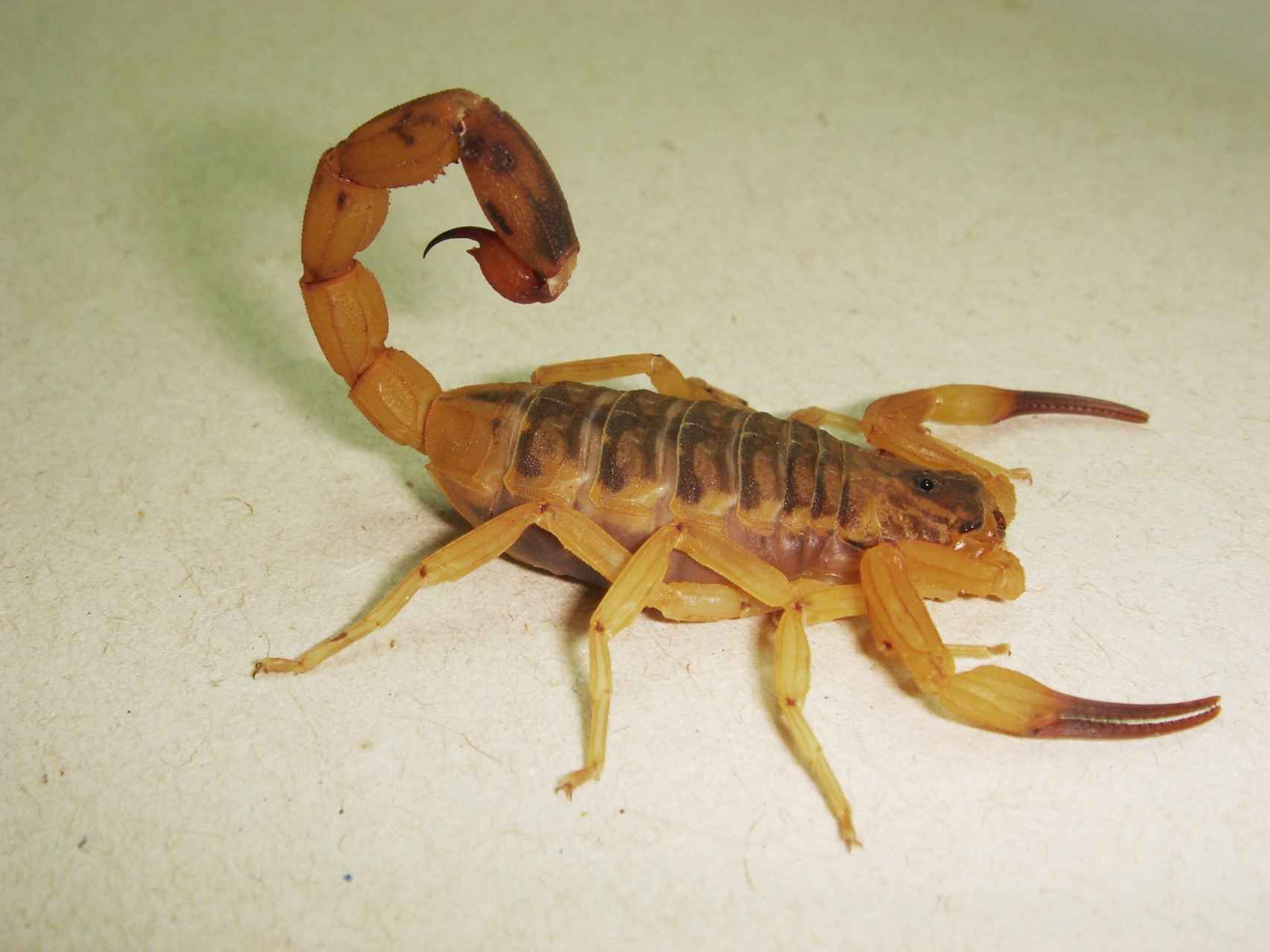 El escorpión venenoso Tityus serrulatus.