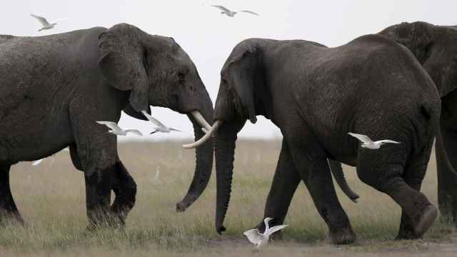 Elefantes en el Parque Nacional de Amboseli, Kenya